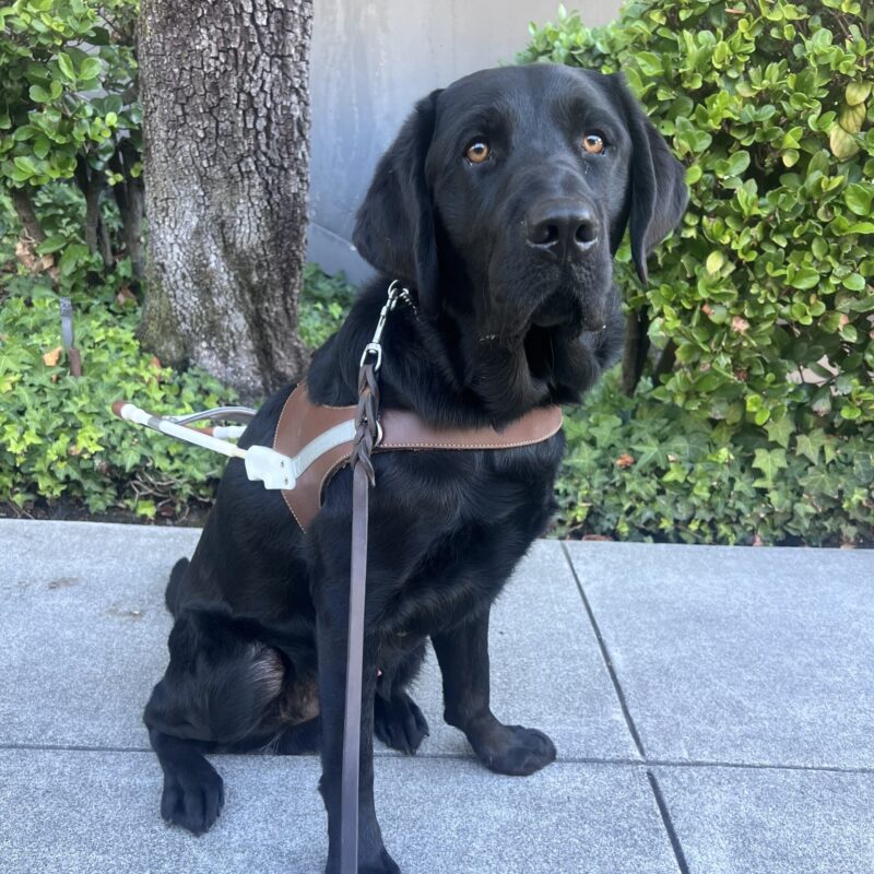 Keller is sitting in front of a large green bush and a tree. He is wearing his harness and is looking at the camera with a focused expression on his face.