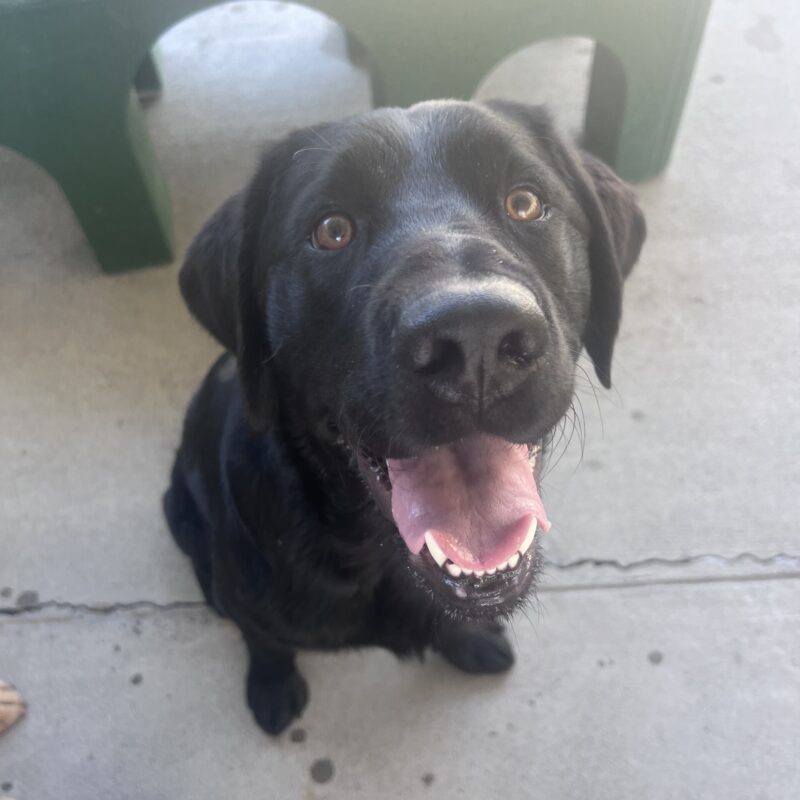 Keller is sitting in community run and is gazing up at the camera with his mouth open in a big smile. There is a large green play structure in the background.