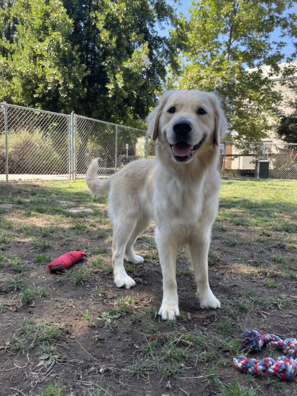 <p>Laguna stands in the grass play yard on the GDB campus looking excitedly at the camera with a red firehose toy and a multi colored rope toy at her feet.</p>