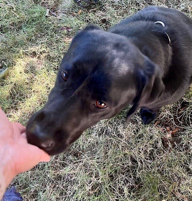 Black Lab practicing a nose touch to his handler's palm.