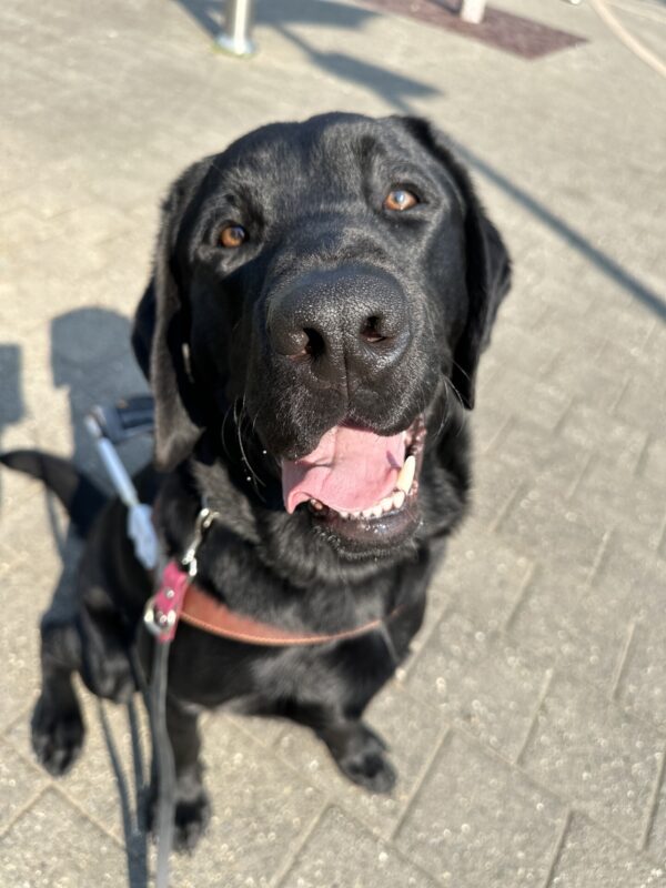 Male black lab named