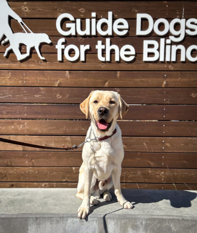 Lynx sits posing in front of the wooden GDB sign on campus