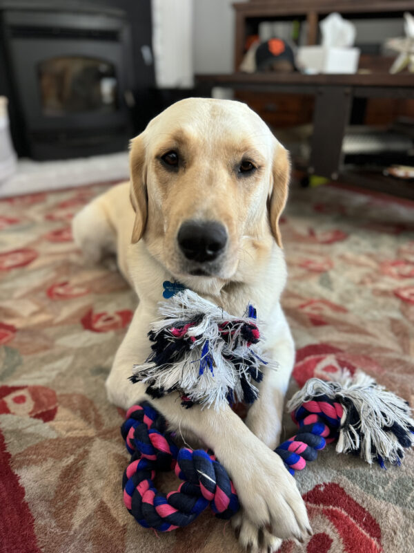Mara is laying on the ground facing the camera, getting ready to play tug with a multi colored rope toy.