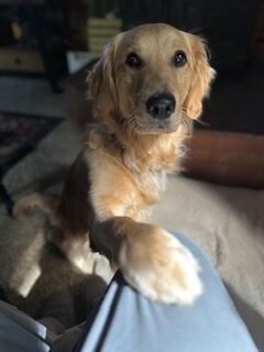 <p>'Moon', a petite golden retriever, looks up at the camera. Her paw is visible in the foreground as she reaches out to rest it on a person's knee. </p>