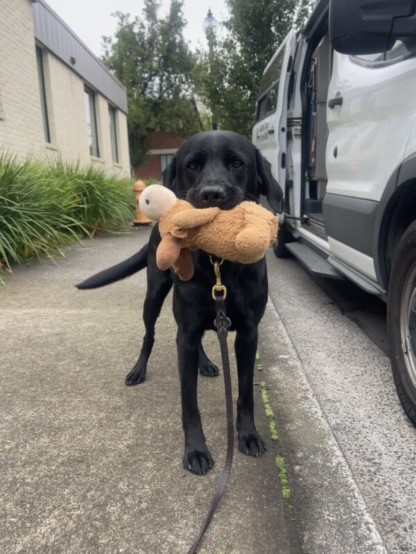 Newton, a black Labrador, stands on the sidewalk holding his stuffed moose after a route. His tail is wagging as he looks at the camera.