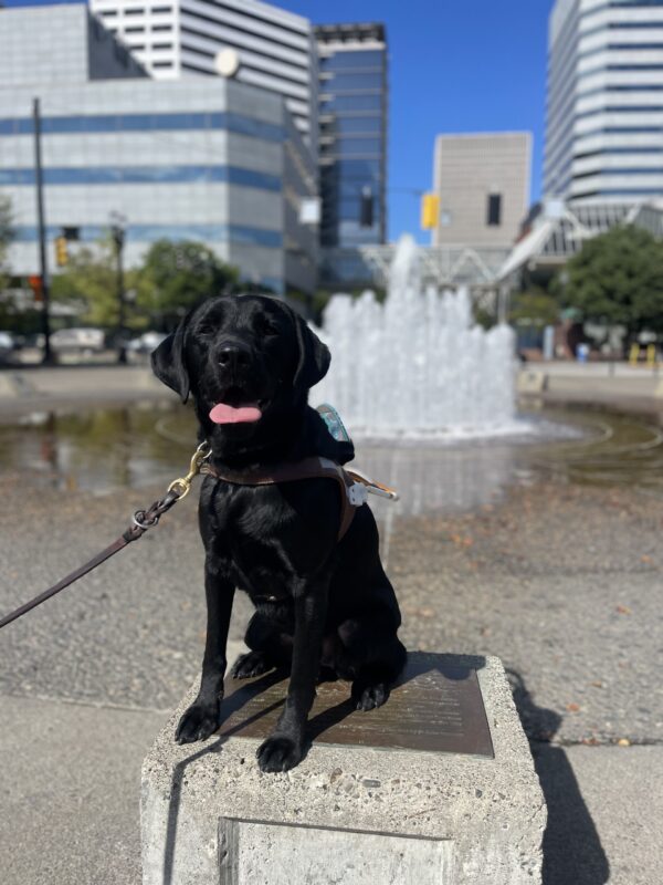 Newton, a black yellow Labrador, sits on a cement block in front of a large water fountain with the city scape of Downtown Portland in the background. The sky is bright blue. He is wearing his harness along with his teal shoes on his harness body. His tongue is hanging out.