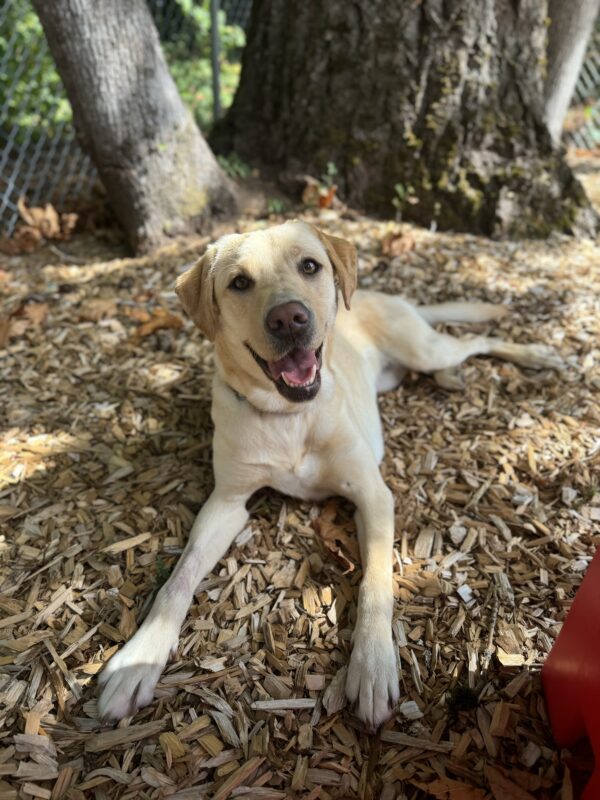 Small yellow lab, Nomi, lies in bark chips with her mouth open in a smile. There is various greenery and trees in the background.