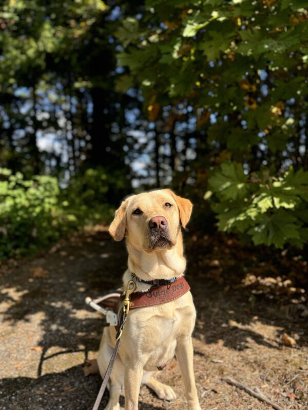 Small yellow lab, Nomi, sits in the opening of a trail. She is wearing her harness and looking at the camera seriously. She looks like she is almost glowing in the pictures. Various green foliage are behind her.