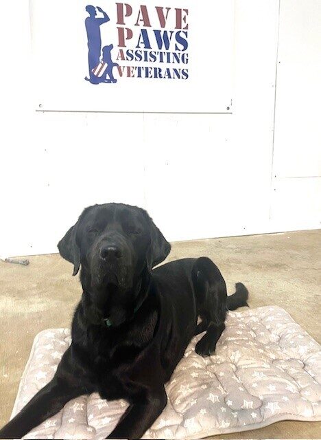 Black Lab Norway laying on a tan mat with stars on it. The PAVE banner is behind him.