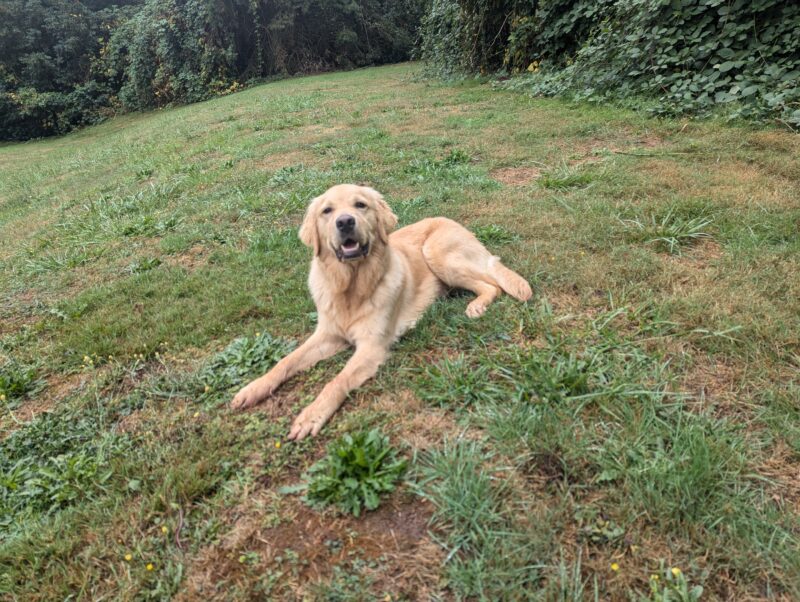 Neil is laying down in a big grassy field with his mouth open and tongue out.