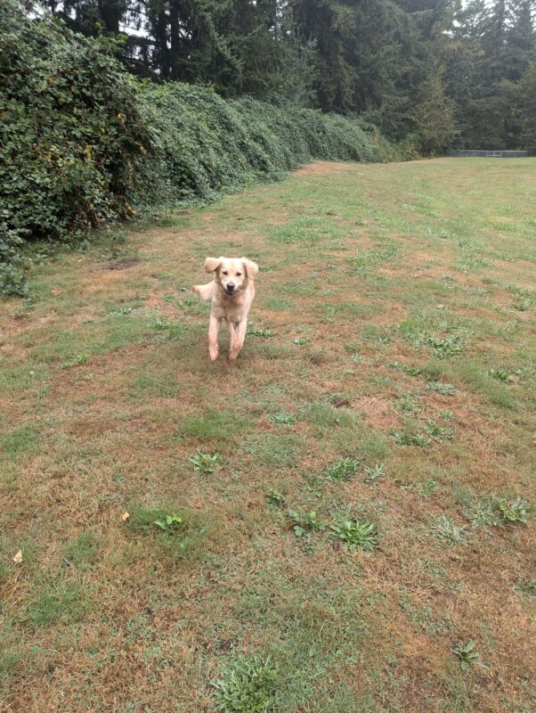 Neil is in a large grassy field running towards the camera with his ears flopping in the wind.