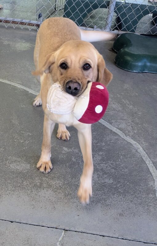 Kiko is in a community run yard and is trotting towards the camera holding a mushroom stuffed toy. The mushroom has a white stem and a red top with white spots. Her feet and tail are blurry in motion.