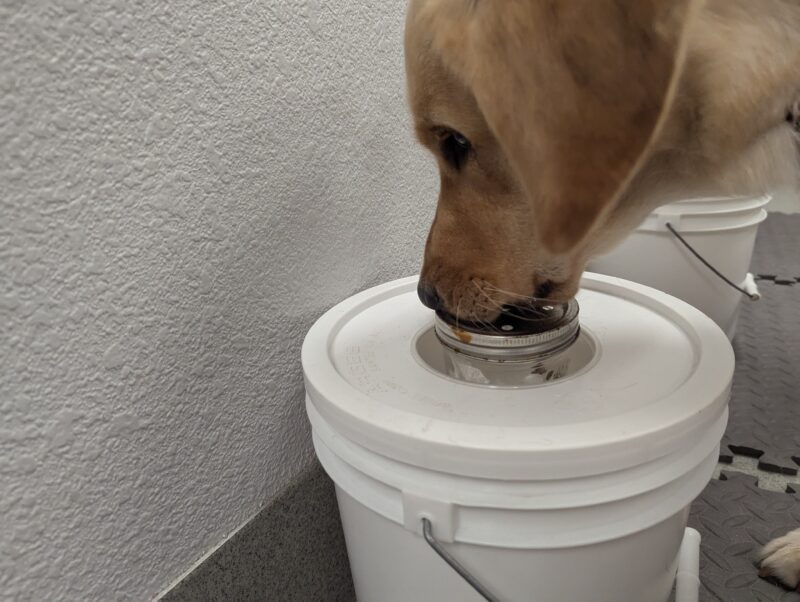 Close up profile of Pandora with her nose pressed to an aluminum scent container on top of a white bucket.