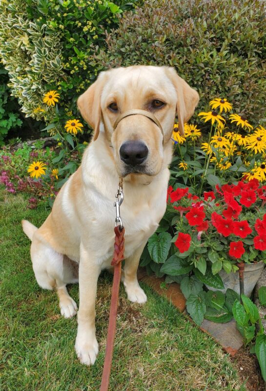 <p>Pax sits on the grass in front of beautiful red and yellow flowering bushes.</p>