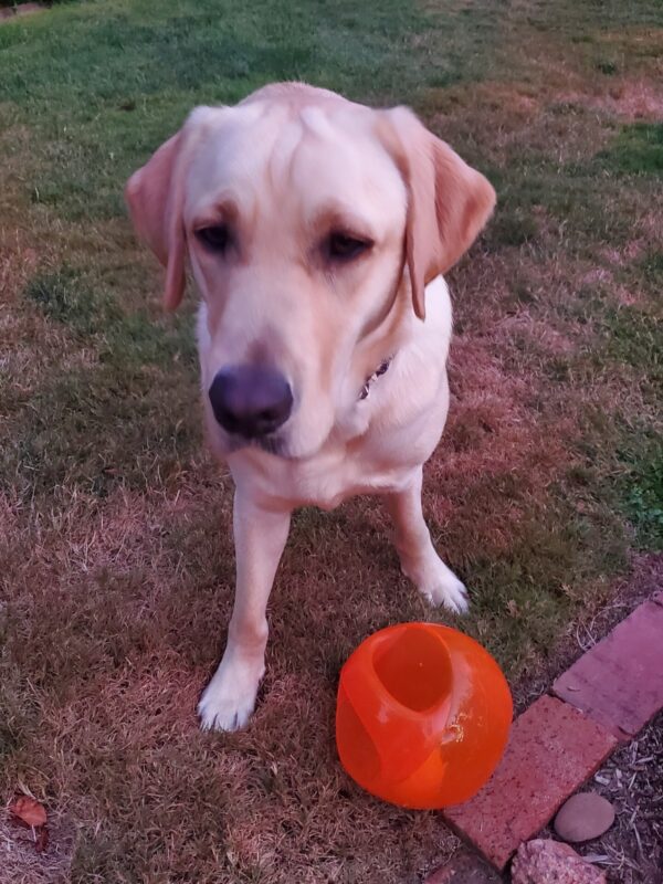 <p>Pax stands eagerly waiting for his toy to be tossed. There is an orange ball at his feet and he has a focused look on his face.</p>