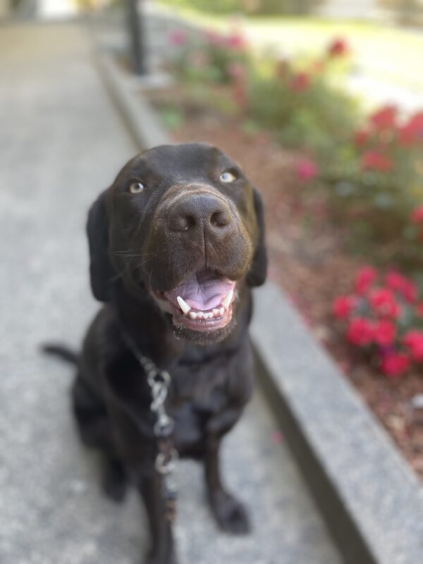 <p>Pinecone sits on a sidewalk on the GDB campus. He is looking up into the camera with a relaxed, open-mouthed