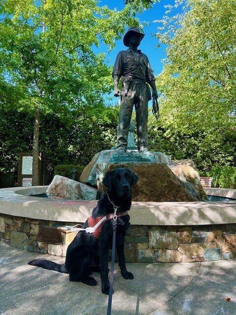 Rambler is sitting facing the camera wearing his GDB harness. He is sitting in front of a fountain that has a statue of Indiana Jones. The area is surrounded by green hedges and trees.
