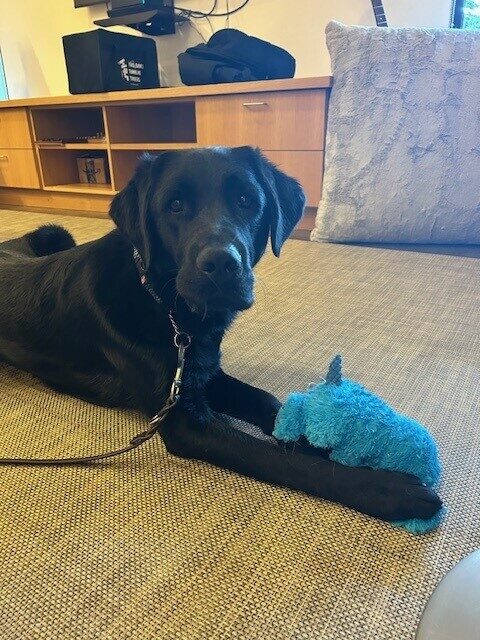 Rambler is laying on a grey rug looking at the camera, holding a soft blue toy between his front legs. Behind him are wooden shelves and drawers.