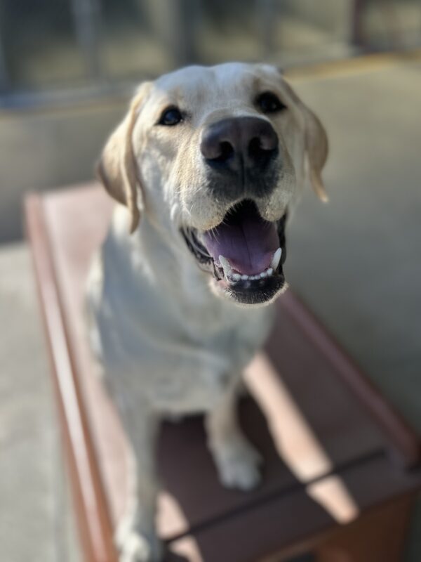 Redwood is sitting on a brown play structure in community run. He is looking up at the camera with his mouth open in a big smile.