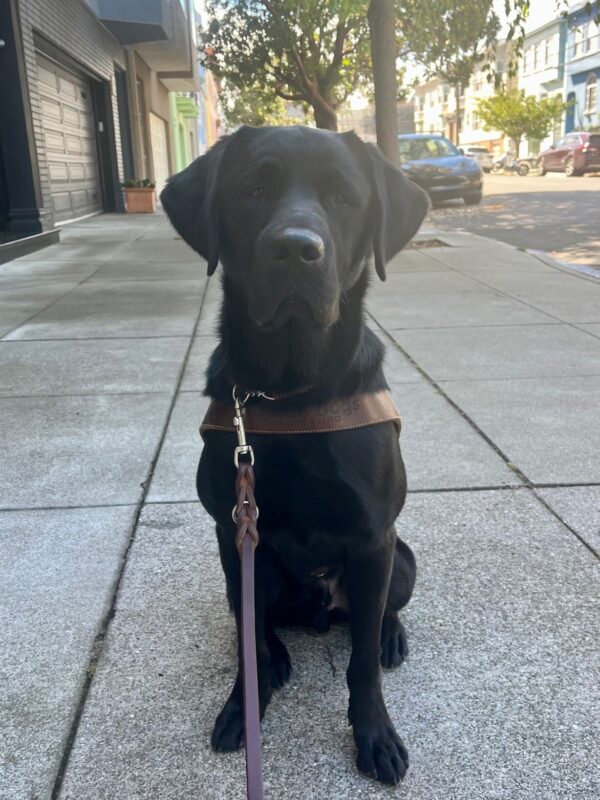 Reeves looking handsome wearing his harness and city on a San Francisco city street.