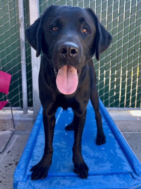 Reeves stands on a blue play structure in community run. His mouth is open and he is staring at the camera with his tongue hanging out.