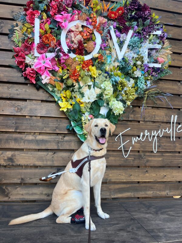 Rigby sits in harness and has two red booties on his back feet. His mouth is parted open with his tongue slightly hanging out. In the background is a colorful, floral heart with the word 