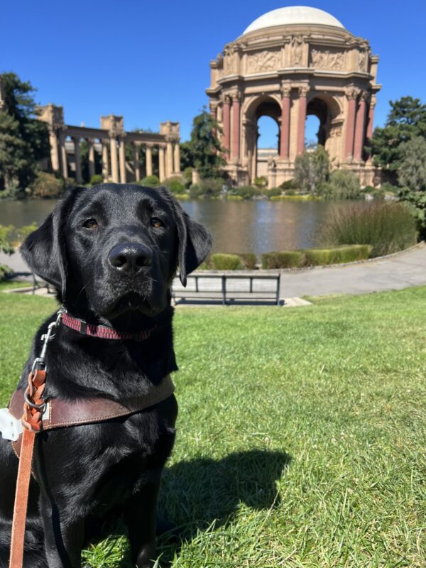 Rinda is sitting on a grassy hill in front of the Palace of Fine Arts. She is wearing her harness and looking into the camera.