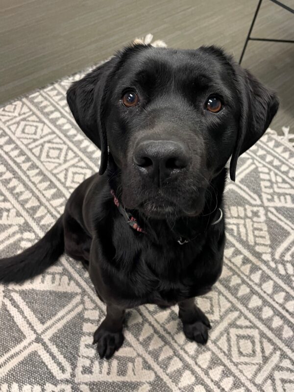 <p>Rosa sits in the K9 Buddy office, looking expectantly at the camera waiting for a treat!</p>