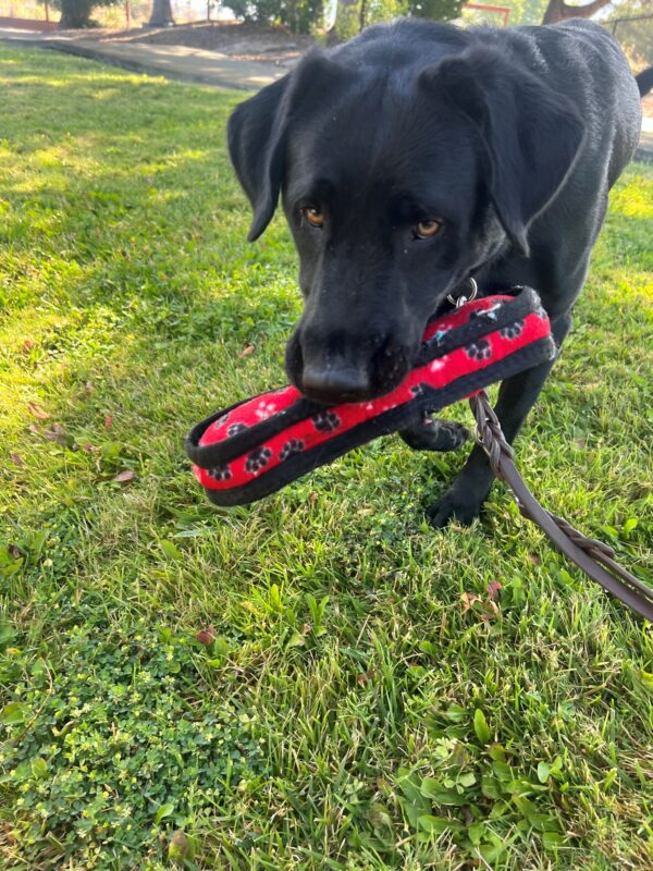 A close up image of Roxette holding a soft, red, squeaky toy in her mouth while walking on grass. Her light brown eyes gaze up into the camera.