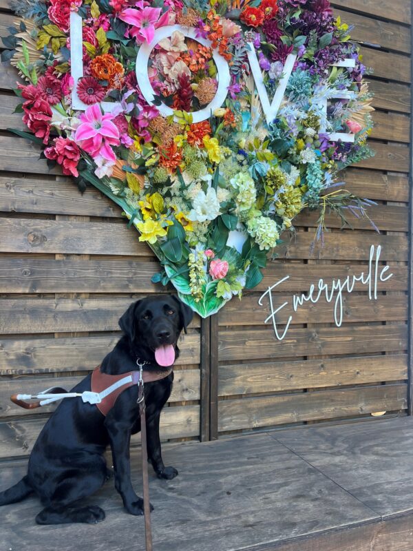 Roxette sits in harness and stares directly into the camera with her tongue hanging out. In the background is a colorful, floral heart with the word