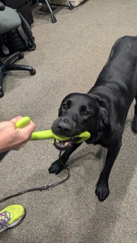Nobu is tugging on a rubber greet tub toy. His handler’s hand and foot can be seen in the side of the photo. Behind him is a carpeted room and office chairs and desk legs can be seen.