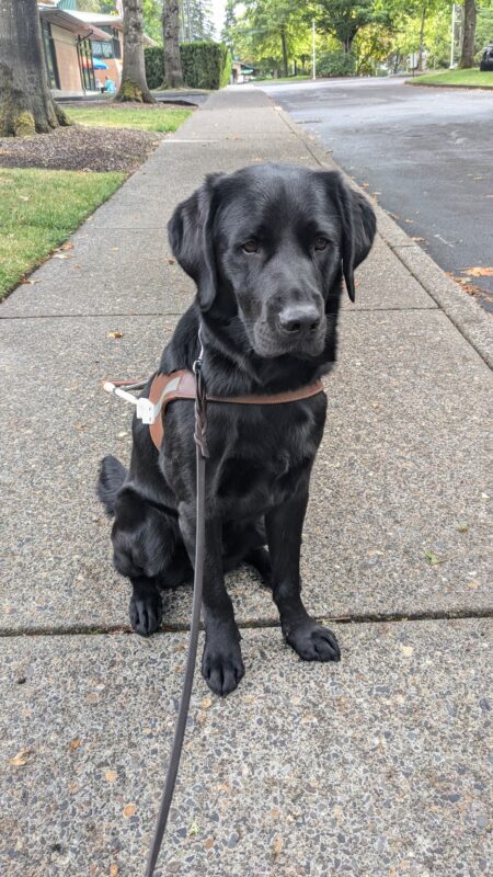 Nobu, black lab, sits in his harness on a campus sidewalk looking slightly downward. The sidewalk stretches out behind him and you can see other campus buildings in the distance.