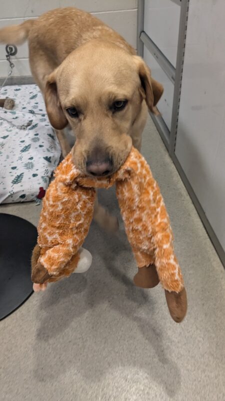 Owen holds a stuffed giraffe in his mouth in the middle with the two ends draping down towards the floor. He is running towards the handler. Behind him is a dog bed and some cupboards.