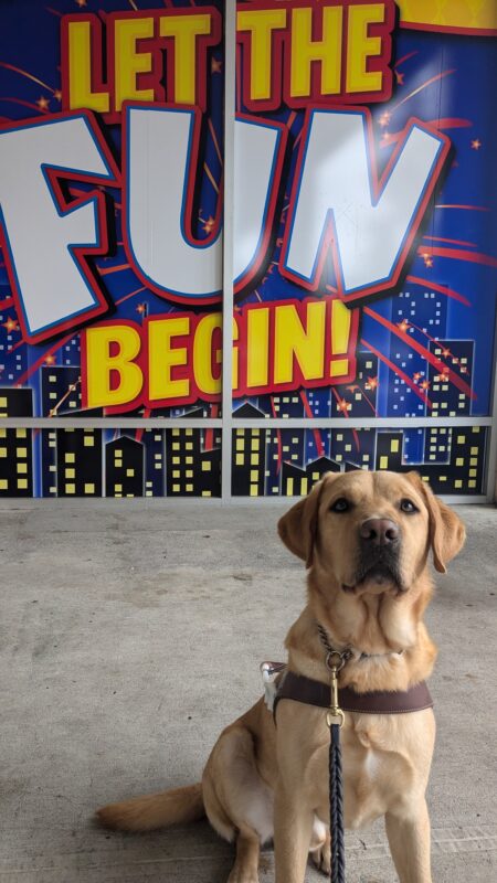 Owen, yellow lab, sits in his harness in front of a blue sign that shows a cityscape and the words “let the fun begin” in large yellow and white letters.