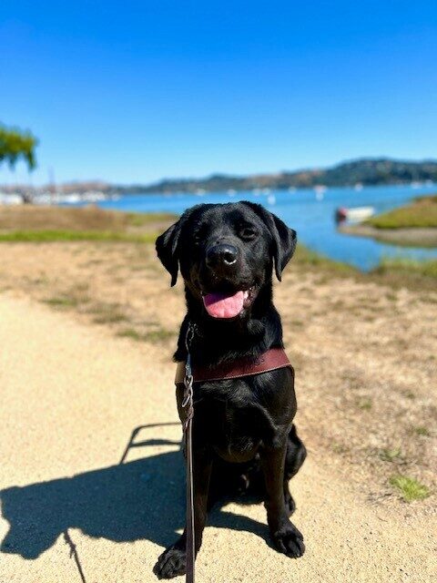 Shamrock is sitting and facing the camera wearing his GDB harness with a big smile on his face. He is on a dirt trail with the blue waters of the bay in the background and a bright blue sky above.