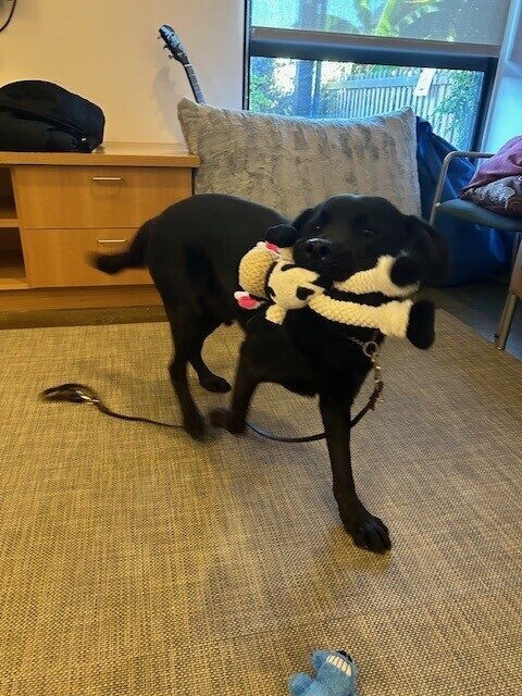 Shamrock is wiggling his way towards the camera, holding a black and white soft toy. There is a grey rug on the floor and a floor to ceiling window in the background.