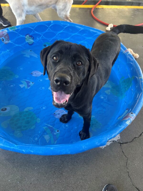 Silver stands in a blue kiddy pool filled with water. His head is slightly wet from splashing around and is mouth is open giving the appearance of a smile.