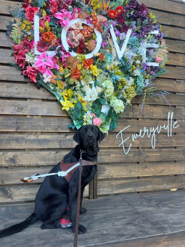 Silver sits in harness and has two red booties on his back feet. He has a serious look on his face as he stares into the camera. In the background is a colorful, floral heart with the word