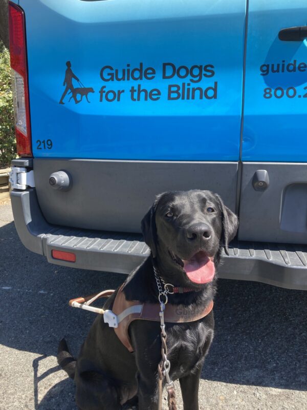 Tamarind sits in harness in front of a blue training van that reads