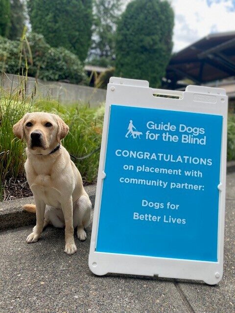 Yellow Lab Vicki sitting next to a blue sign congratulating her on being placed with DBL.