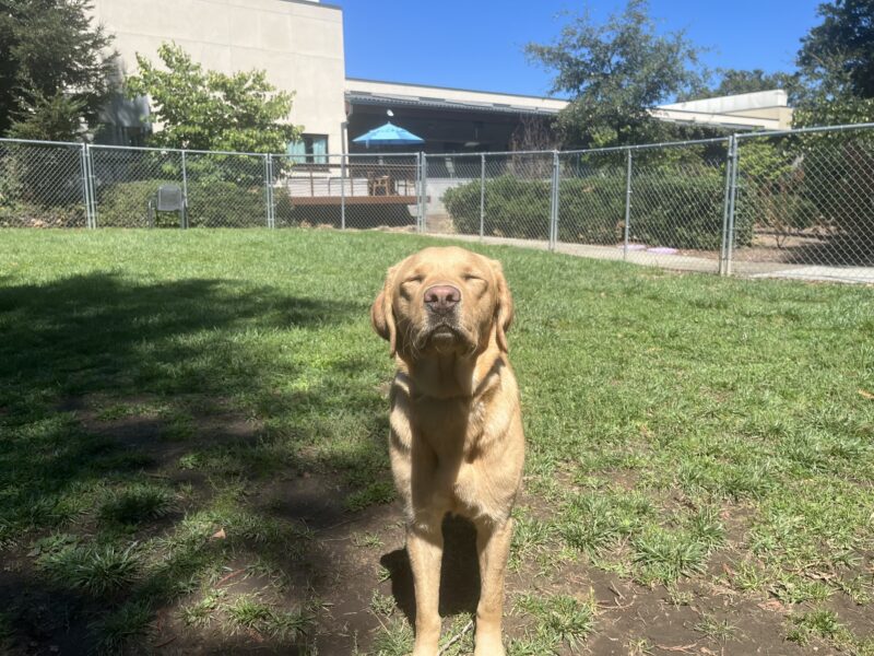 Vonda is standing in a grassy field in one of the play yards on campus. She is facing the camera with her eyes squinted shut.