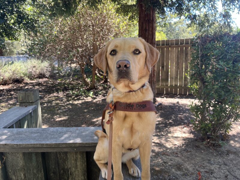 Vonda is pictured sitting on a wooden retaining wall. She is wearing her harness and staring up at the camera.