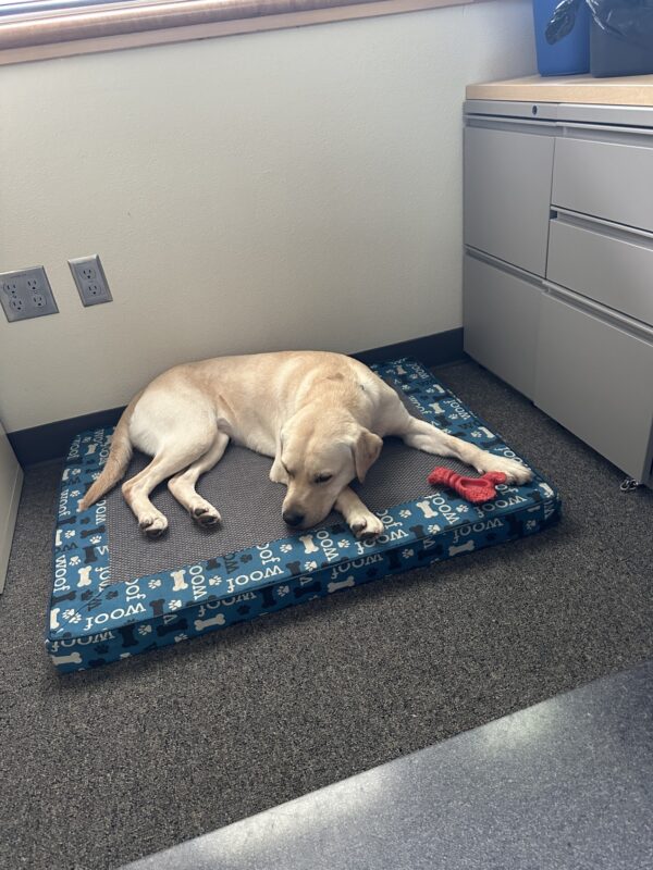A sleeping female yellow lab named