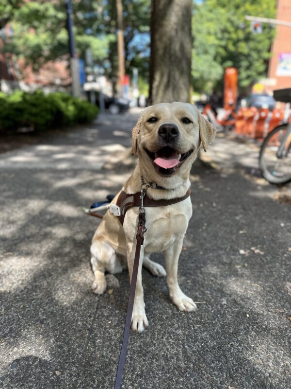 A smiling female yellow lab,