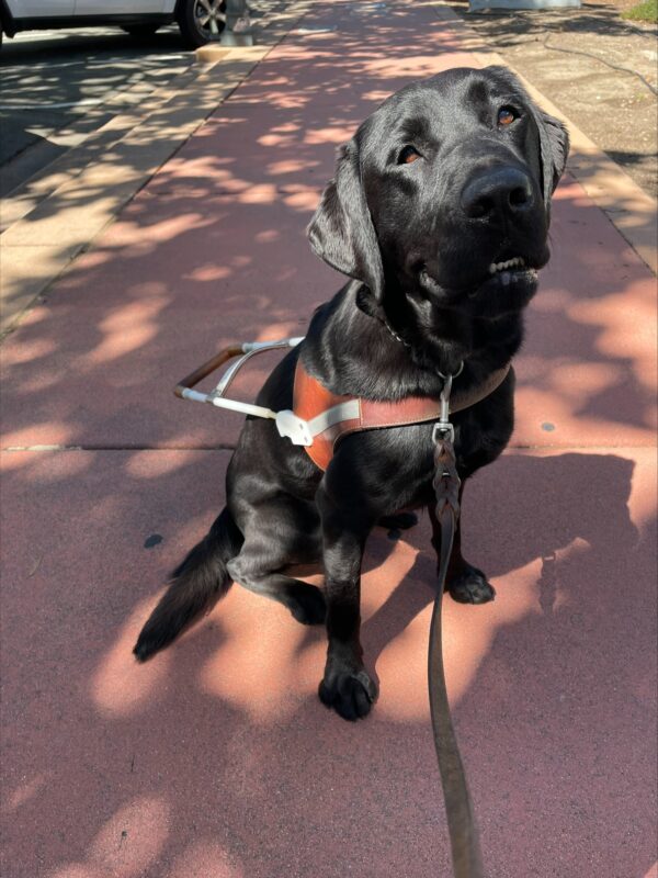 Wiley sits in harness facing the camera with his head tilted and mouth open on a sunny day.