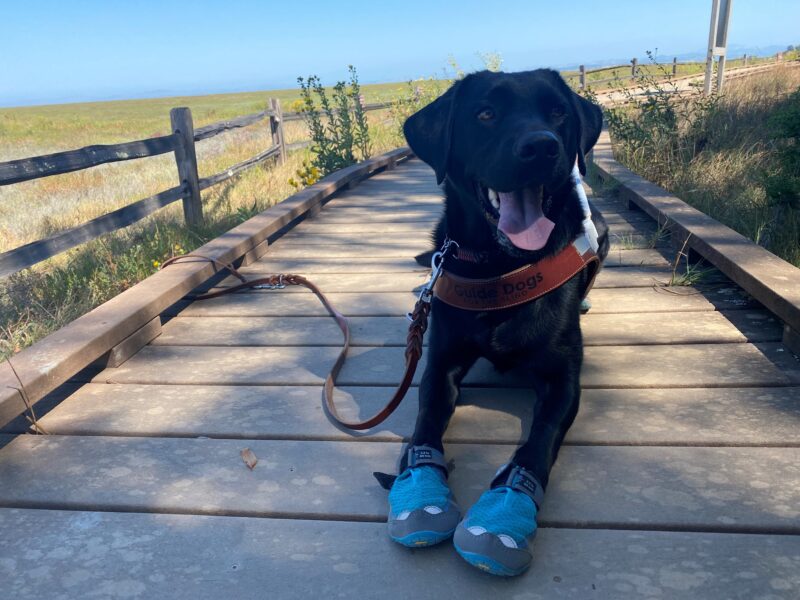 Willa is in a down-stay on a wooden walkway/ trail. She is wearing her harness and blue booties on all four paws. In the background there is a wooden fence, grass, shrubbery and a light blue sky.
