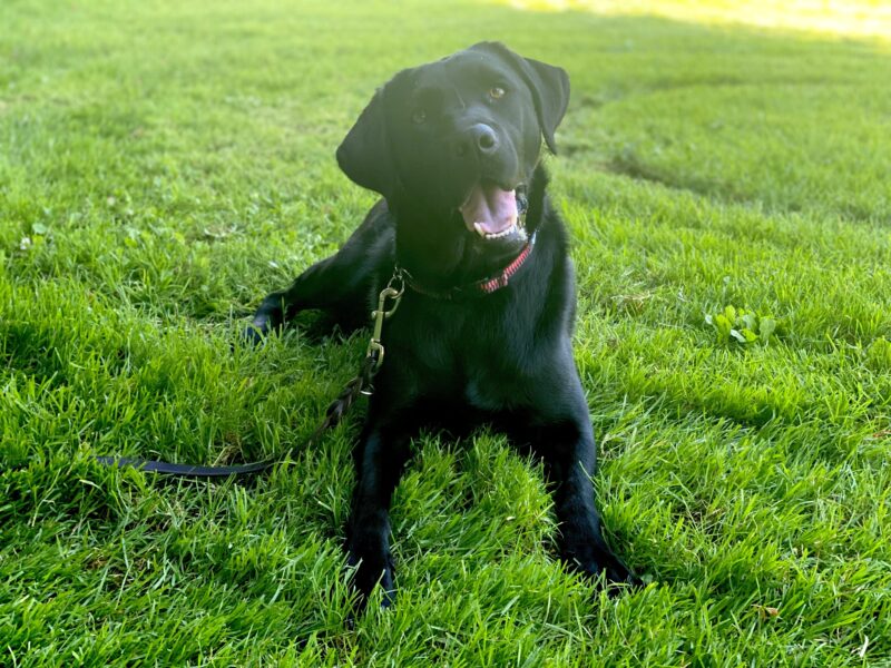 Willa is staring at the camera with her head tilted. She is in a down-stay on a grassy field.