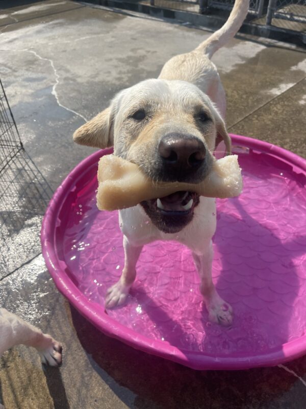 Wilshire, a tall and yellow Labrador, stands in a pink kiddie poll showing off his bone to the camera. His face is all wet after retrieving the bone from underneath the water.