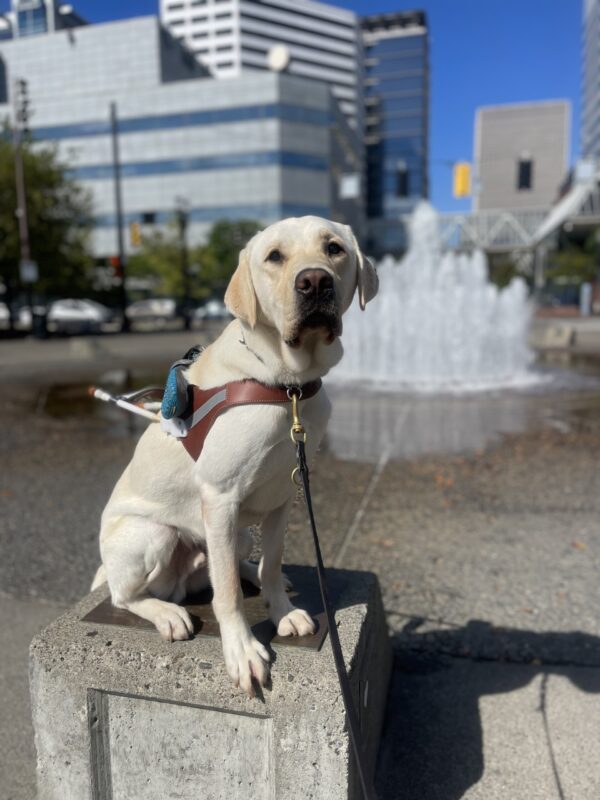 Wilshire, a tall and light colored yellow Labrador, sits on a cement block in front of a large water fountain with the city scape of Downtown Portland in the background. The sky is bright blue. He is wearing his harness along with his teal shoes on his harness body.
