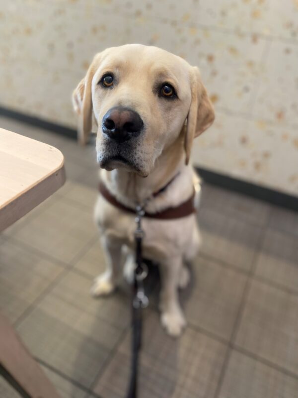 Wilson sits at attention in his harness. He has a hopeful look on his face. There is a speckled wall in the background